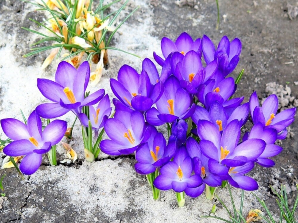 Редкие весенние цветы - первоцветы | Новоукраинское сельское поселение  Гулькевичский район Краснодарского края