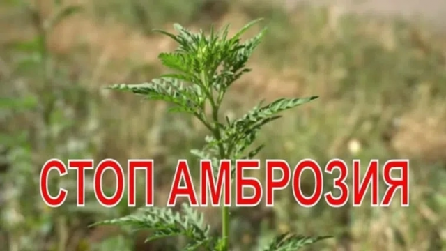 Боремся с амброзией вместе!